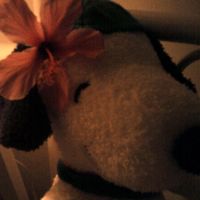 hyiapinews_