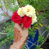 original sound - mst.layju0