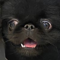 yoda_kudo_bel