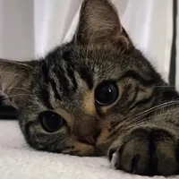 original sound - naj_atelmou