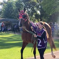 showhorse35
