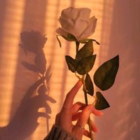 fer_xdz.28