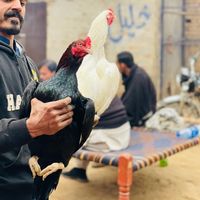 aseelbirds105