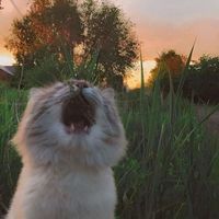 оригинальный звук