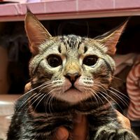 original sound - AAK21