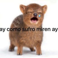 own_iaan