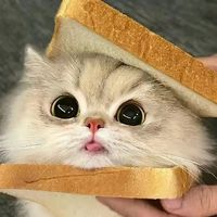 original sound - catmeme4239