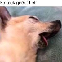 willeminamamatjiejantze