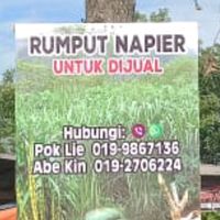 napier.besut