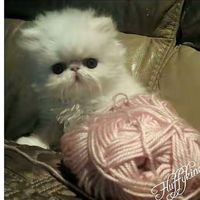 мне нравится ваши идеи