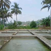 suara asli - Pusat ikan air tawar Banyumas
