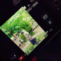 suara asli - tiktak🐳