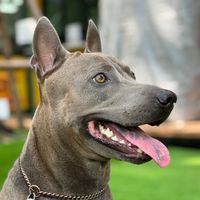 thairidgebackbilly