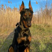 dobermantor