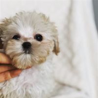 puppyworld4life