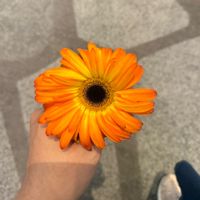 original sound - nasya