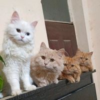 mjpets_804