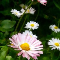 original sound - Hey🐰❤️🐹