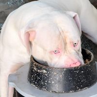belbullkennel2021