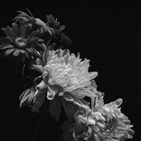 lilescobar_2