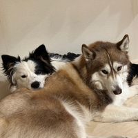 husky_owl.border_grus
