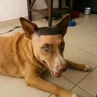 pana.el.cabeza.de