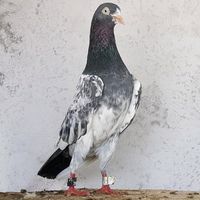 rajazuhaib7