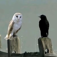 suara asli - 🦉 Kokoro Notomo ♐