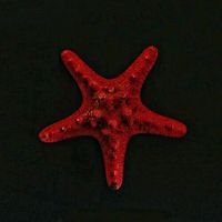 original sound - Nemo