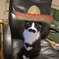 elgatto_89