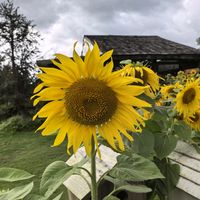 original sound - FTSELL