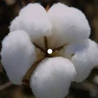 cotton3kpoundsperacre