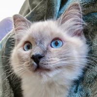 tofuthefloof