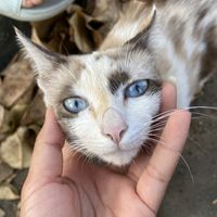 ig16icxke_