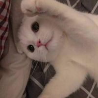 petassembly
