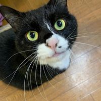 tomkuntom