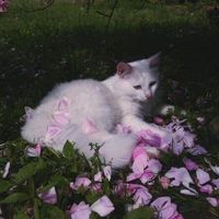 abriel_f0