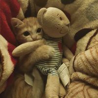meomeohaycute