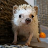 original sound - Sniffy the hedgehog