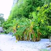 ateh.moana