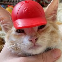 som original - Herix