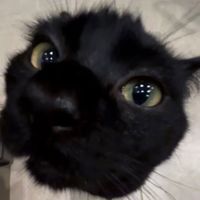 suara asli - ᏃacꝁyFᴠɴᴋʏ FT T|4R