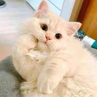 manoobillee6