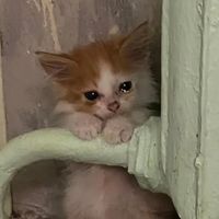 svaki muskarac je neprijatelj