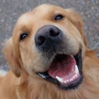 original sound - habolddinpa