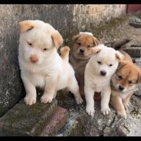 nhạc nền - Lu đáng yêu 🐶