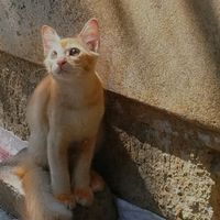 original sound