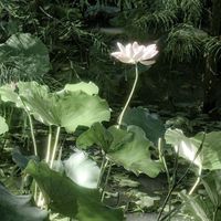 original sound - Darvie💚