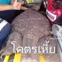 เสียงต้นฉบับ - N.