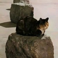 nhạc nền - chỉ yêu mình Mai